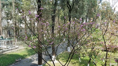 櫻花樹(shù)-夢(mèng)幻的精靈