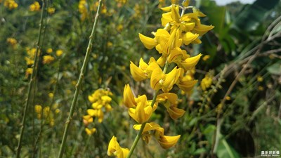 花花世界——忽地笑