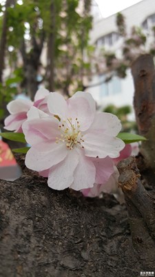 美