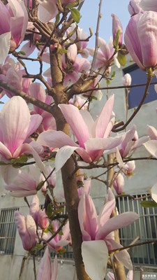 玉蘭花開