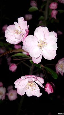 夜色花美