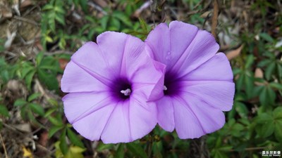 花花世界——五爪金龍