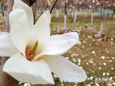 玉蘭花開【白色】