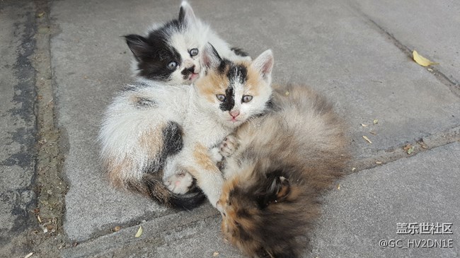 求一個(gè)完整版s8息屏，帶小組件的