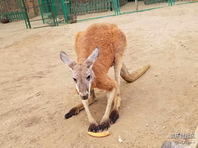 驚艷到極致便是永恒——Galaxy S8拍照體驗(yàn)【Olive】 驚艷到極致便是永恒——Galaxy S8拍照體驗(yàn)【Olive】