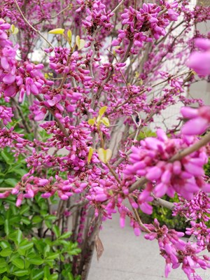 春天腳步有點快