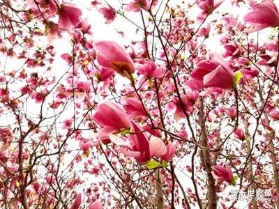 玉蘭花開(kāi)【紫色】