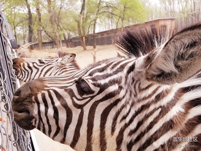 驚艷到極致便是永恒——Galaxy S8拍照體驗(yàn)【Olive】 驚艷到極致便是永恒——Galaxy S8拍照體驗(yàn)【Olive】