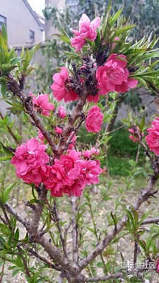 隨拍路邊花