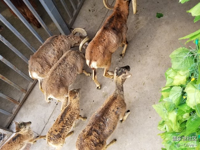 驚艷到極致便是永恒——Galaxy S8拍照體驗(yàn)【Olive】 驚艷到極致便是永恒——Galaxy S8拍照體驗(yàn)【Olive】