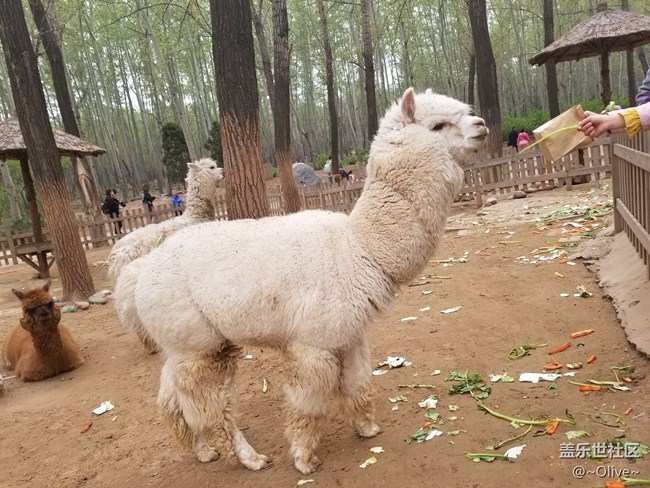 驚艷到極致便是永恒——Galaxy S8拍照體驗(yàn)【Olive】 驚艷到極致便是永恒——Galaxy S8拍照體驗(yàn)【Olive】