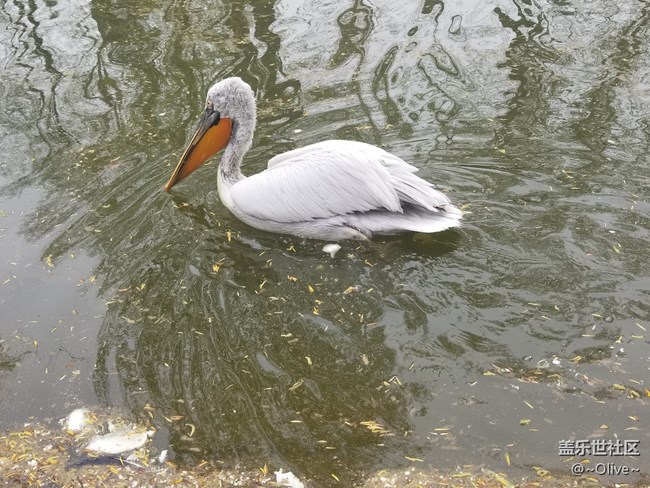 驚艷到極致便是永恒——Galaxy S8拍照體驗(yàn)【Olive】 驚艷到極致便是永恒——Galaxy S8拍照體驗(yàn)【Olive】