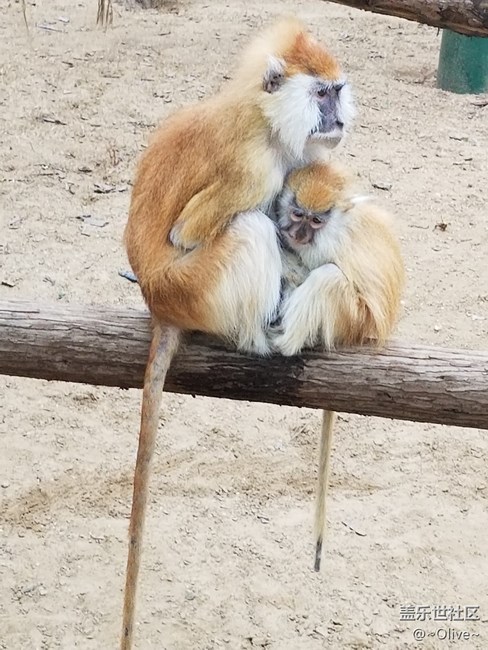 驚艷到極致便是永恒——Galaxy S8拍照體驗(yàn)【Olive】 驚艷到極致便是永恒——Galaxy S8拍照體驗(yàn)【Olive】