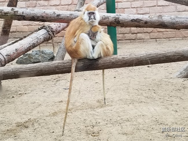 驚艷到極致便是永恒——Galaxy S8拍照體驗(yàn)【Olive】 驚艷到極致便是永恒——Galaxy S8拍照體驗(yàn)【Olive】