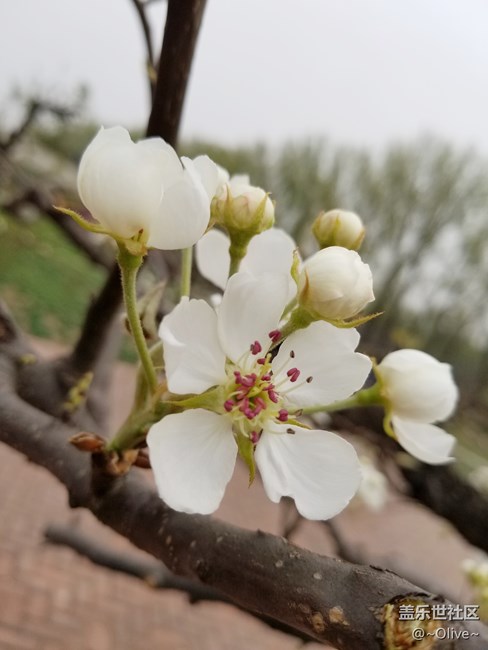 驚艷到極致便是永恒——Galaxy S8拍照體驗(yàn)【Olive】 驚艷到極致便是永恒——Galaxy S8拍照體驗(yàn)【Olive】