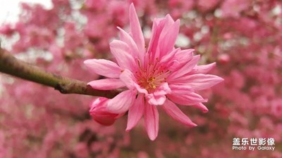 花之美