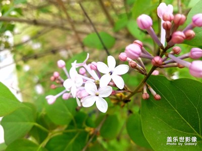 幸運之花