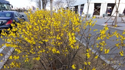 塞北春花開