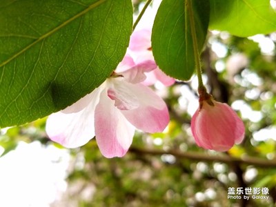 海棠花開(kāi)美