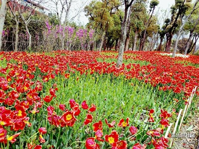 又逢一年郁金香展