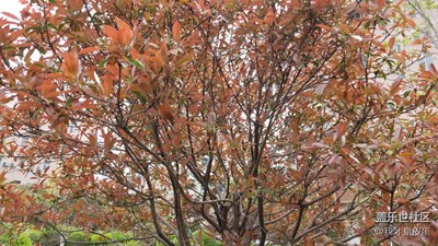 木蘭花要謝了！葉子長(zhǎng)出來(lái)了！