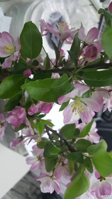 如花