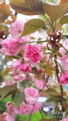 櫻花——白色和紅色在同一株樹(shù)上