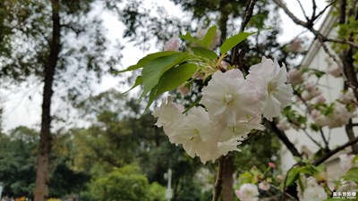 我眼中的世界+成都+如花的世界