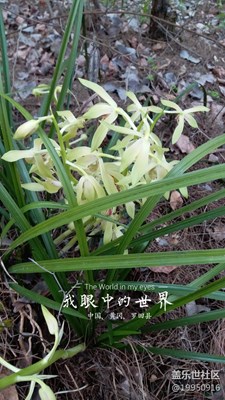 我眼中的世界+黃岡+山間美景