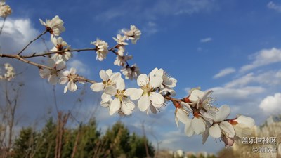 我眼中的世界+呼和浩特草原絲綢之路公園+滿園春色