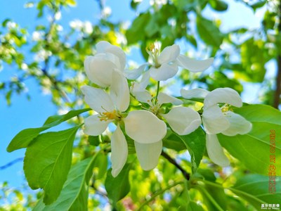 我眼中的世界+北京+北京有個(gè)海棠花溪