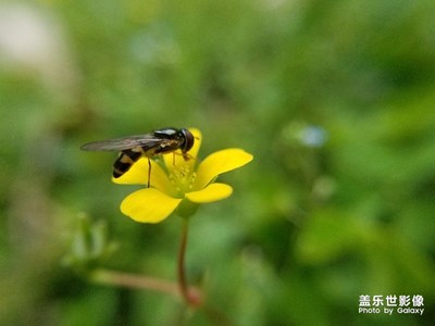 爭(zhēng)春