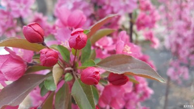 我眼中的世界+新鄉(xiāng)+花花世界  海棠