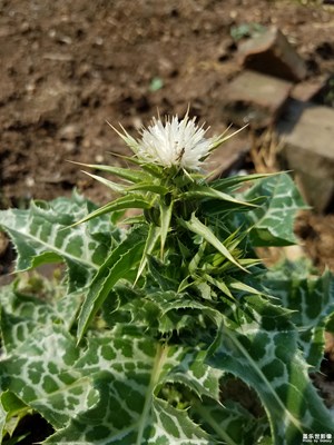 【奶薊】更新10 奶薊開花了，2個(gè)品種