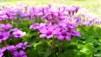 太倉(cāng)朝陽(yáng)路公園