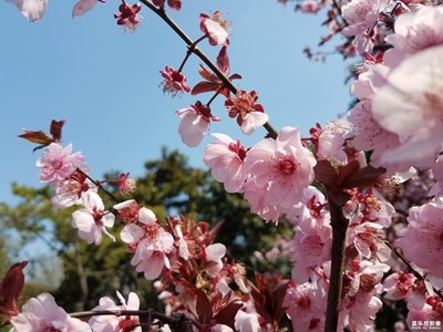 我眼中的世界+上海市嘉定區(qū)+古猗園