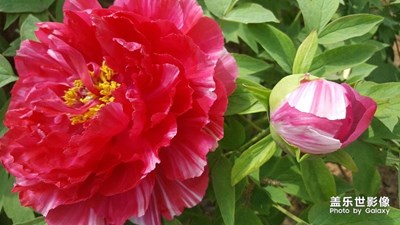 我眼中的世界+洛陽+牡丹花海