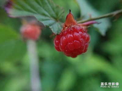 微距學(xué)習(xí)