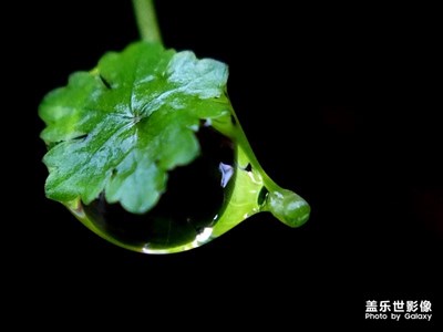 綠幽靈