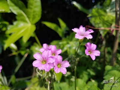 在中山公園里的隨手拍