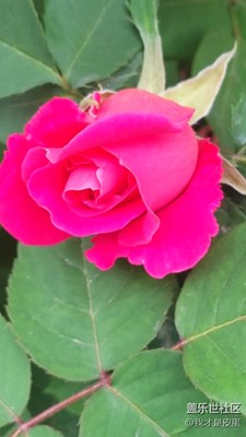 路邊的花兒隨便拍