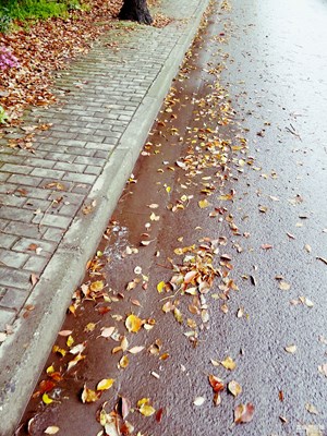 春天的落葉??????