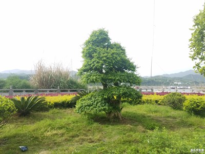 風(fēng)景樹兩棵