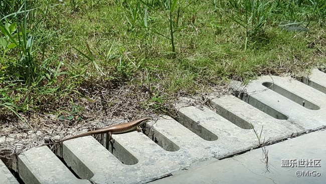 哈哈，這又是個什么玩意？