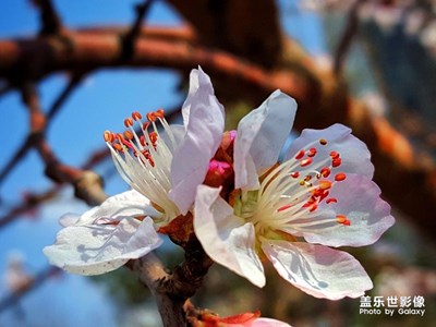 春，花之俏！