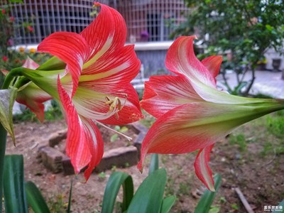 驕傲的托起----朱頂紅