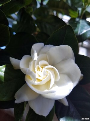 梔子花