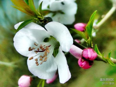 春花爛漫時(shí)