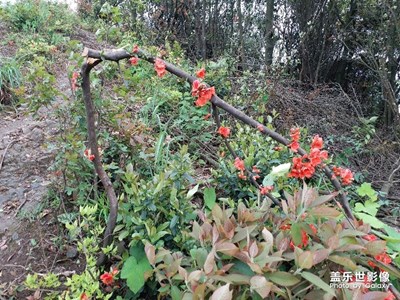 花須折