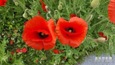 花紅柳綠才是春